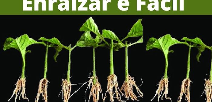 9 poderosos hormônios naturais para enraizamento- Enraizador Caseiro enraizar estacas