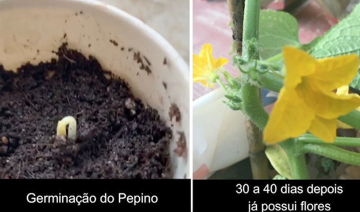 semente germinado e flor de pepino 