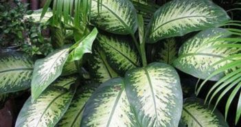 Comigo Ninguém Pode: Quão tóxica é esta planta Dieffenbachia