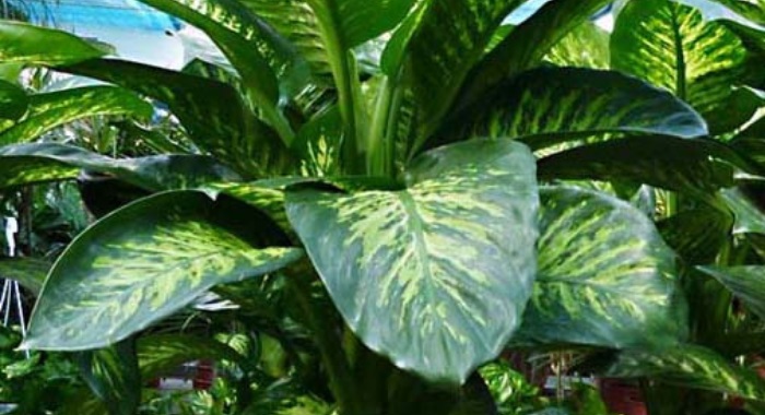 Dieffenbachia