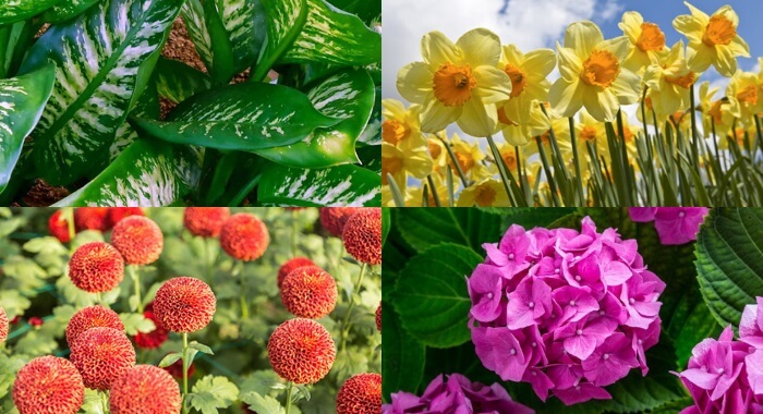 Cuidado!!  Nunca tenha estas plantas dentro de casa Pode ser perigoso!