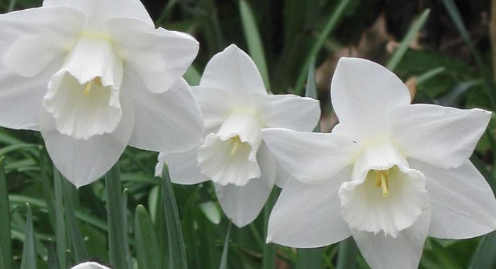 Narciso branco