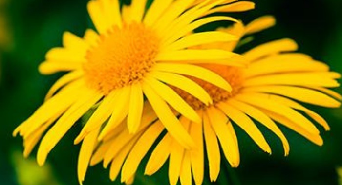 6 Usos Diferentes da Planta  ARNICA