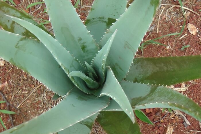 aloe vera planta