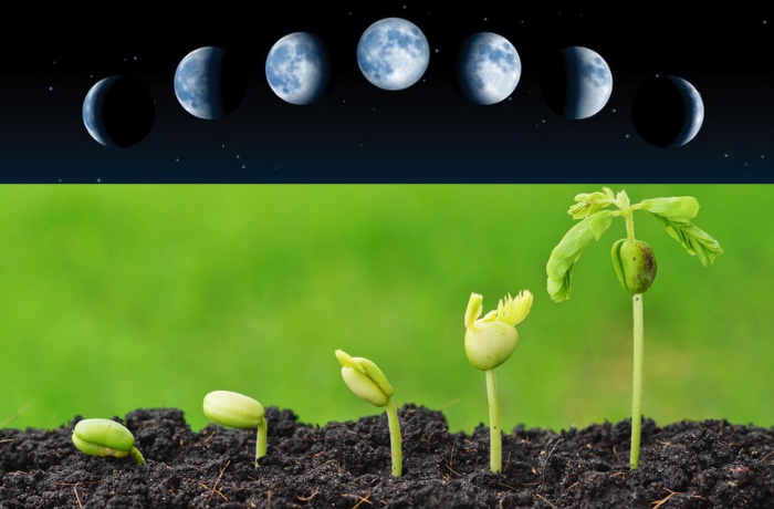 Cultivando de acordo com as fases da Lua 