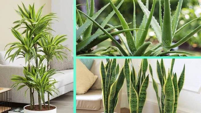 Plantas de interior resistentes e fácil de manter