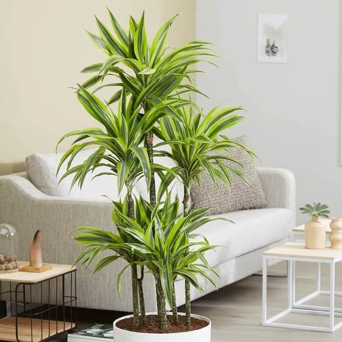 planta vaso interior dracena