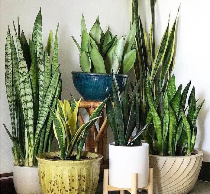 Sansevieria varias