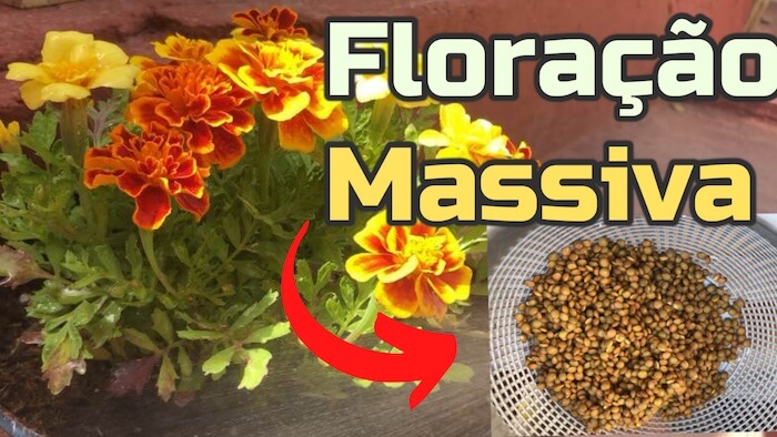 FLORAÇÃO MASSIVA com este adubo natural caseiro fácil e Grátis