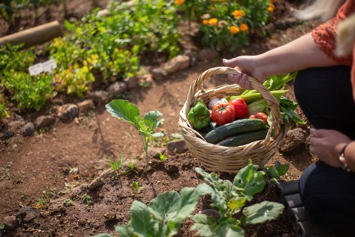 Como fazer uma horta em casa: 5 passos para começar a sua