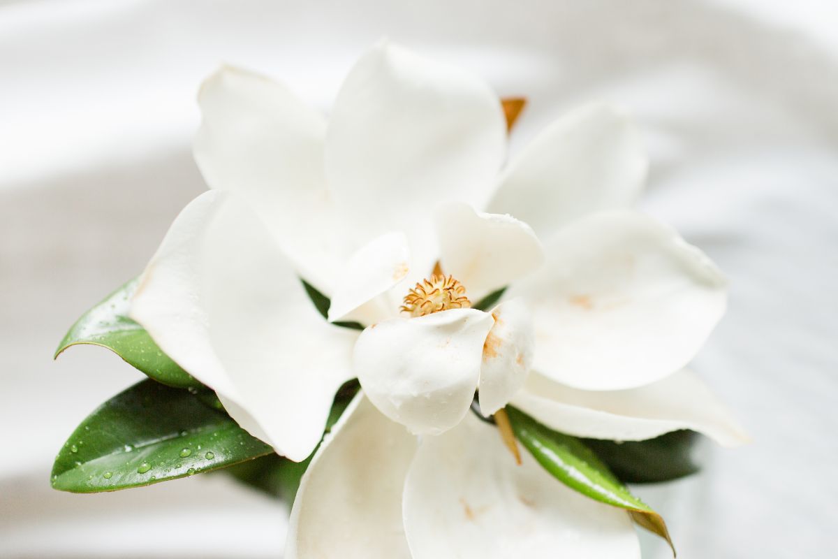 Flor de magnólia: conheça seu real significado e como cultivá-la