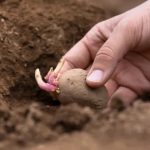 Como Plantar Batatas fácil !!