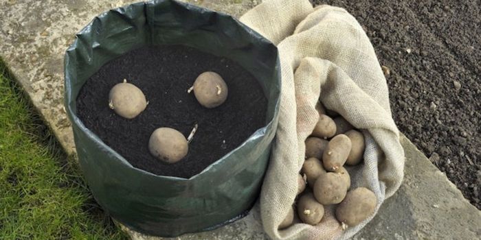 plantar batata