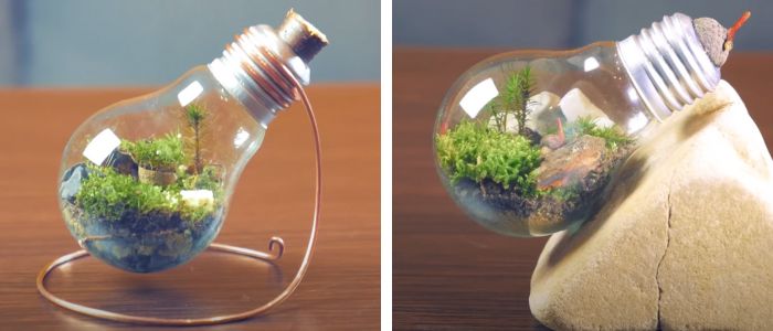 terrarium decorativo